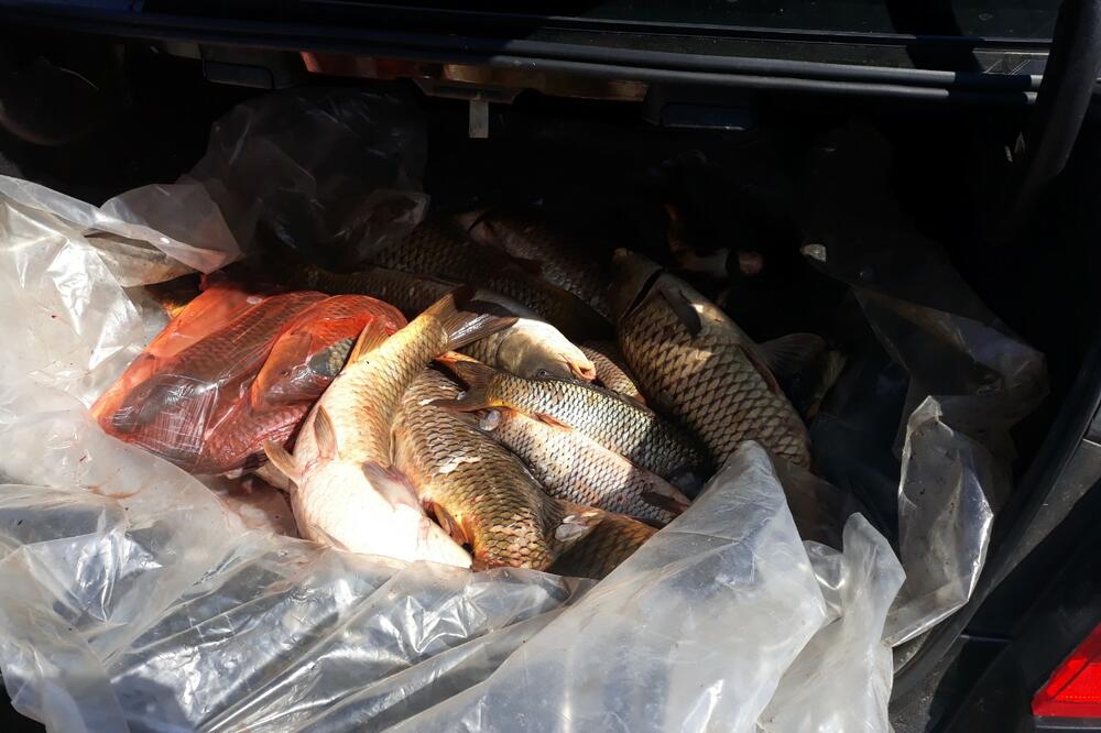 Zaplijenjena riba, Foto: JPNPCG