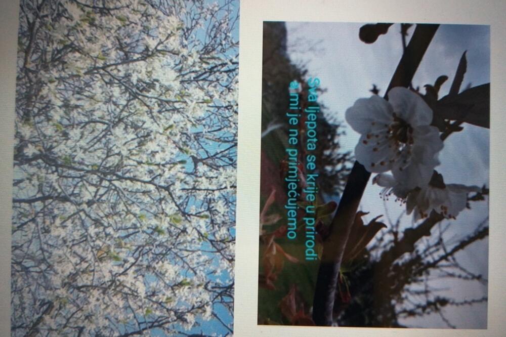 Obilježen Dan planete Zemlje, Foto: Svetlana Mandić