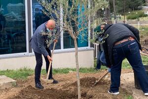 Tsarević planted an olive tree