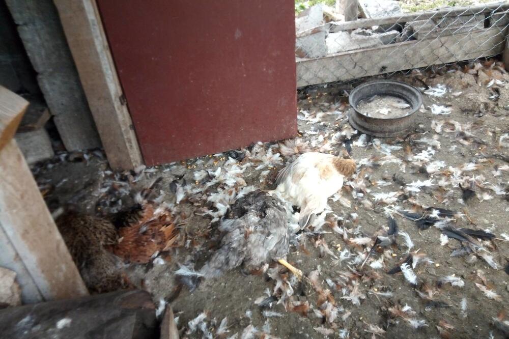 Psi prave štetu u domaćinstvima, Foto: Privatna arhiva