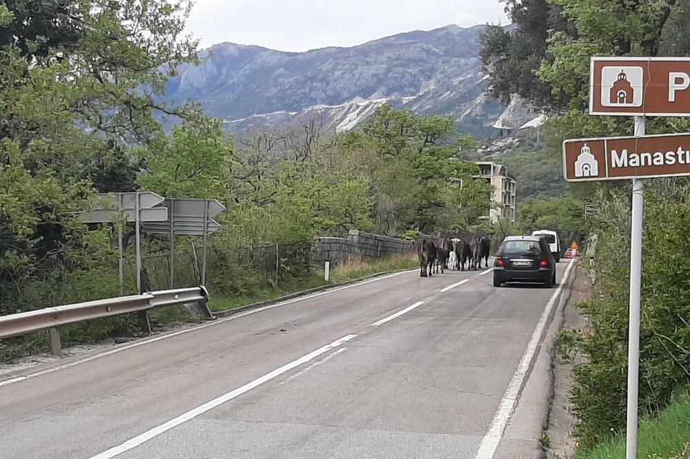 Detalj iz Budve, Foto: Vuk Lajović