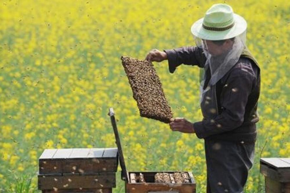 Pčelarstvo, Foto: AP