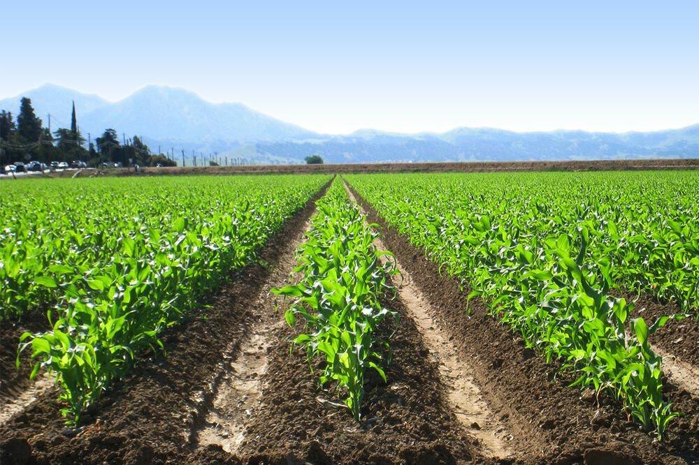 Tokom tranzcionih godina proizvodnja je prepolovljena, Foto: Ilustracija