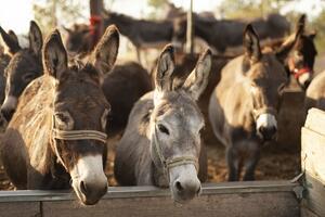 Na farmi magaraca rođendan slave radno, na svijet stigla i Vakcina