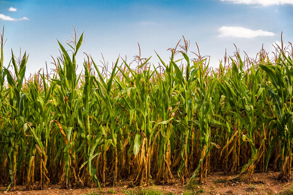 Ilustracija, Foto: Shutterstock