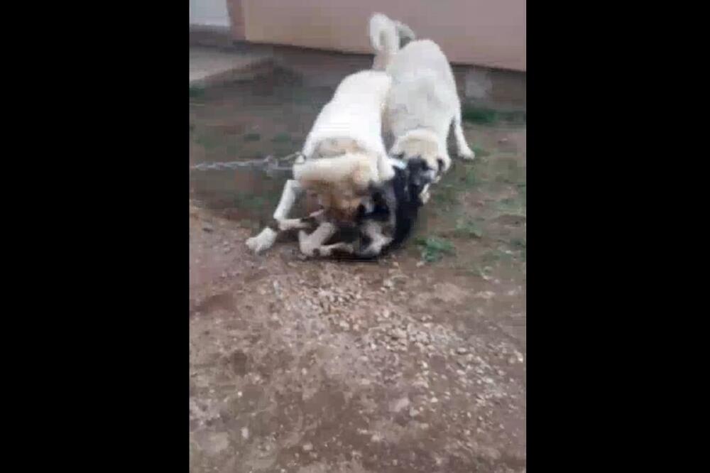 Kadar iz snimka, Foto: Screenshot