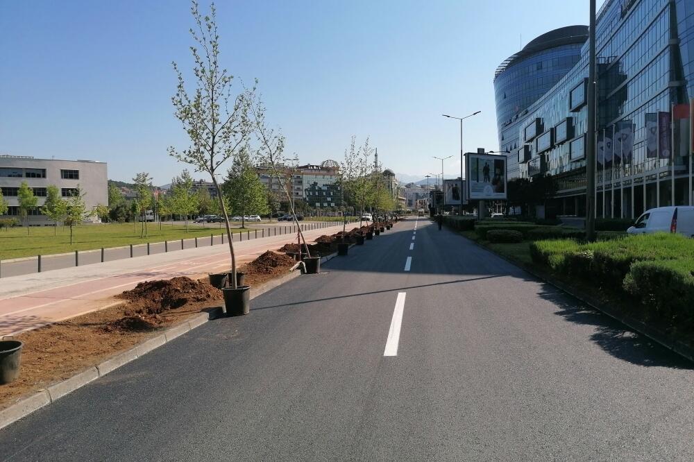 Počela sadnja platana, Foto: Glavni grad