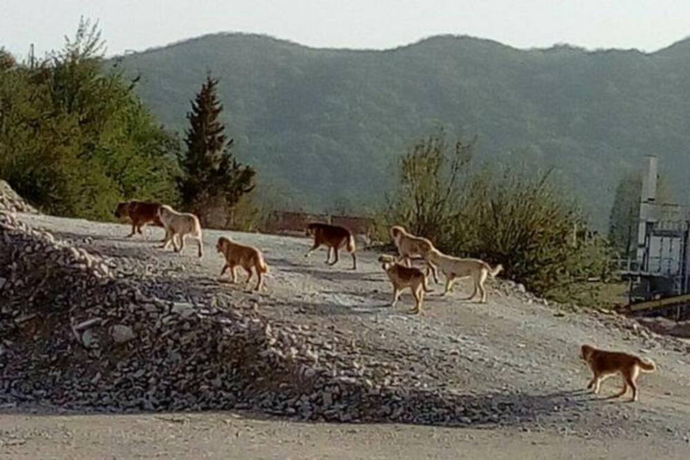 Psi lutalice, Gvozdenice, Foto: Privatna arhiva