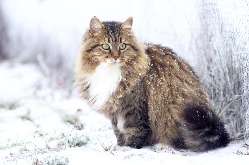 Sibrska mačka, Foto: Shutterstock