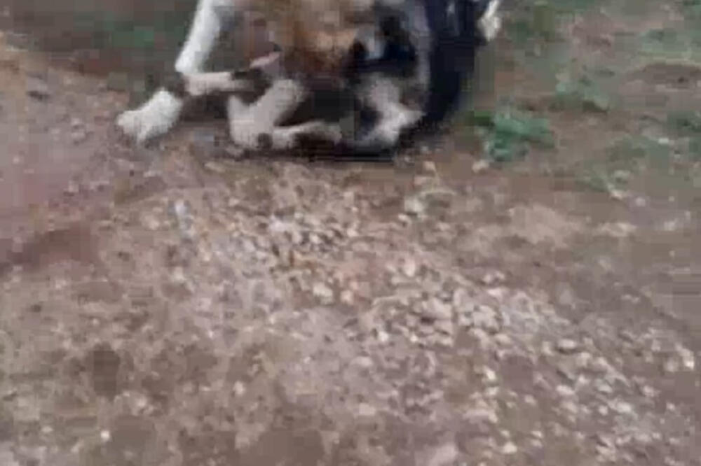 Nakon intervencije Stankovića, saslušanje zakazano za početak sljedeće sedmice, Foto: Printscreen