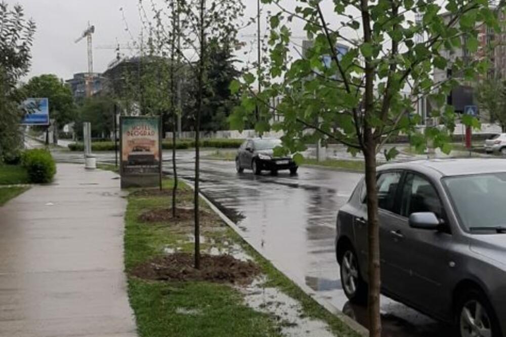 Platani na Cetinjskom putu, Foto: PG Biro