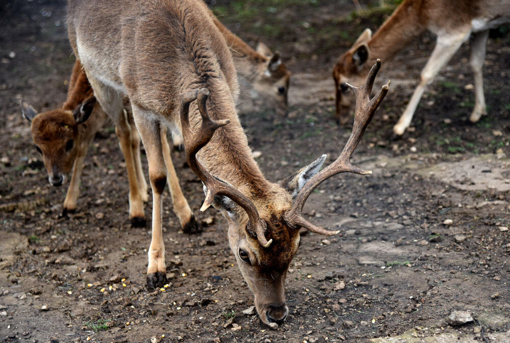 Farma jelena lopatara Nikšić