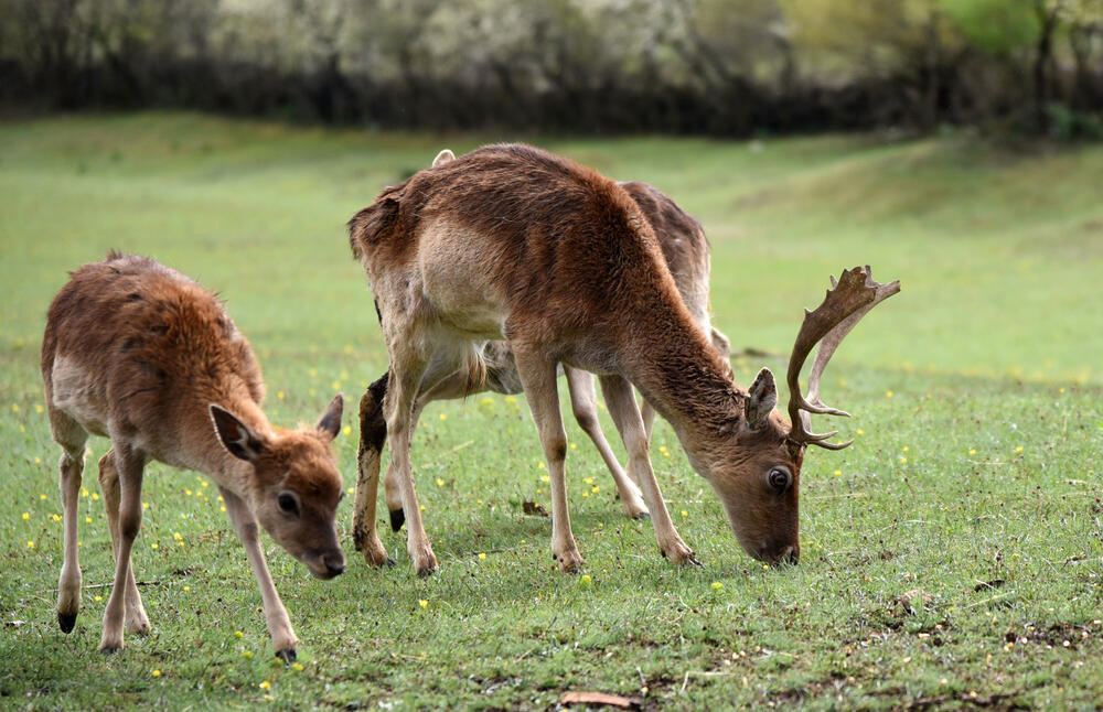 Farma jelena lopatara Nikšić