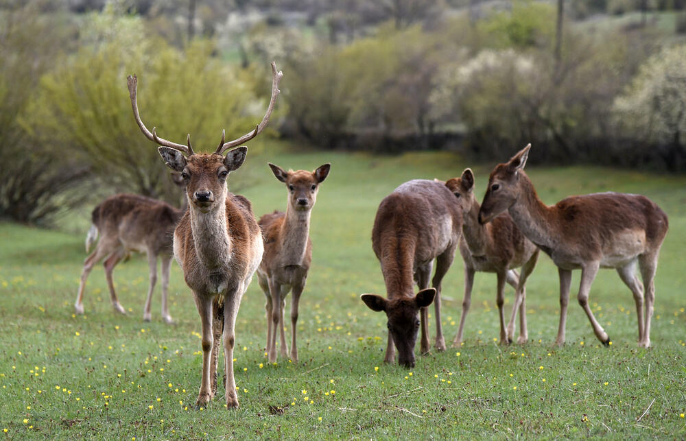 Farma jelena lopatara Nikšić