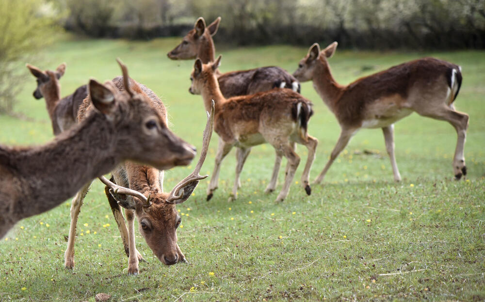 Farma jelena lopatara Nikšić