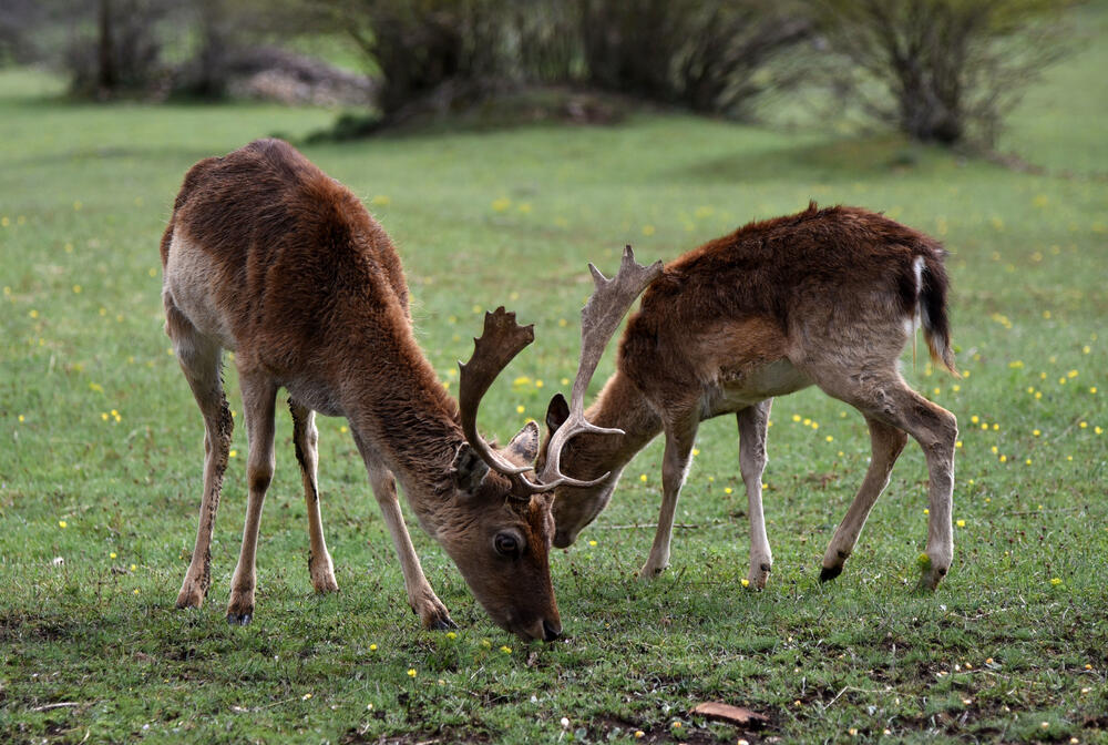 Farma jelena lopatara Nikšić
