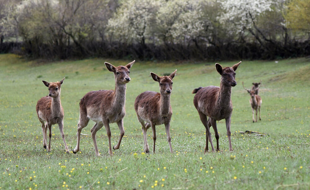 Farma jelena lopatara Nikšić