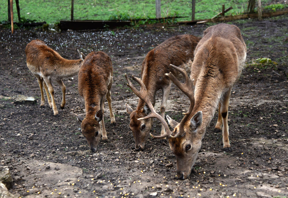 Farma jelena lopatara Nikšić