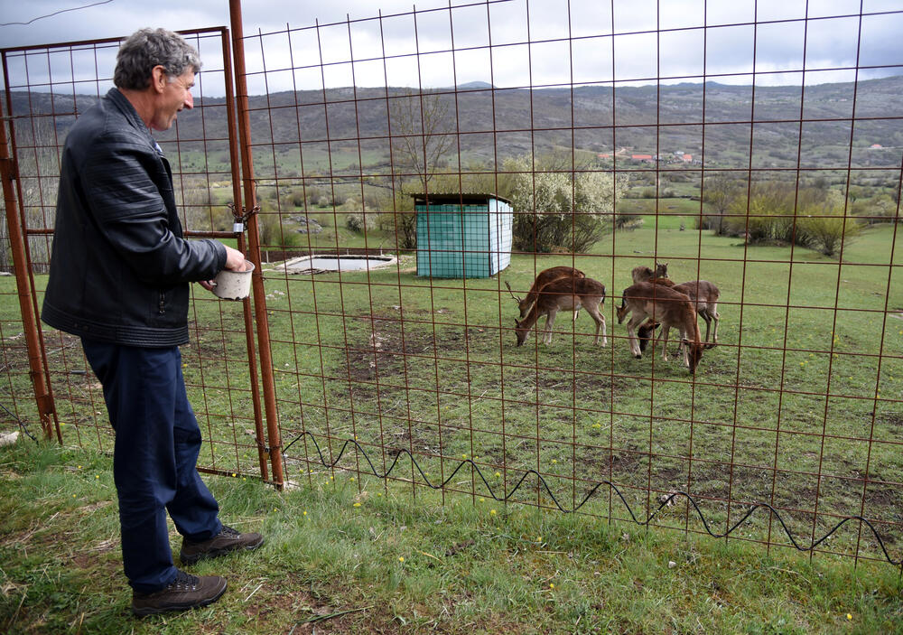 Farma jelena lopatara Nikšić