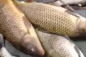 Uhapšeni zbog krivolova na Žabljaku Crnojevića