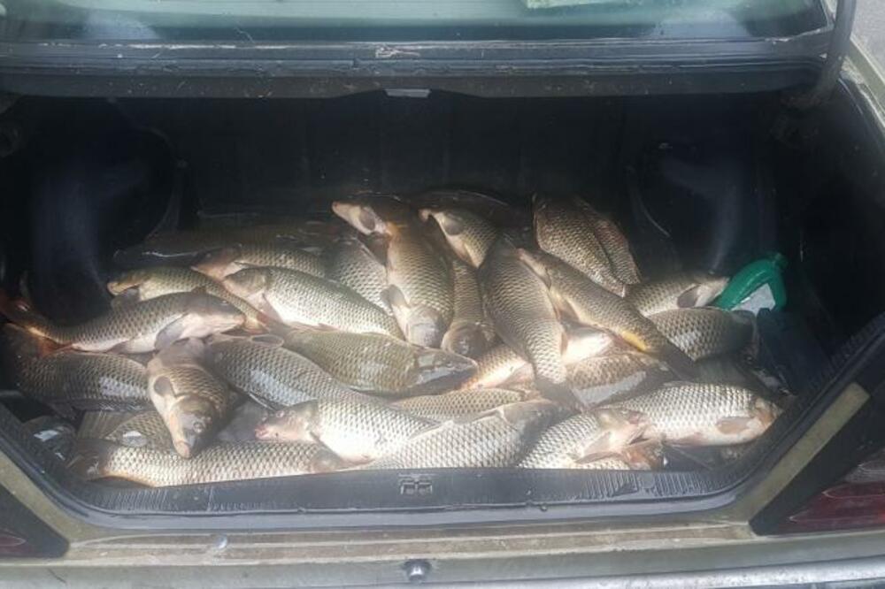 Zaplijenjena riba, Foto: NPCG