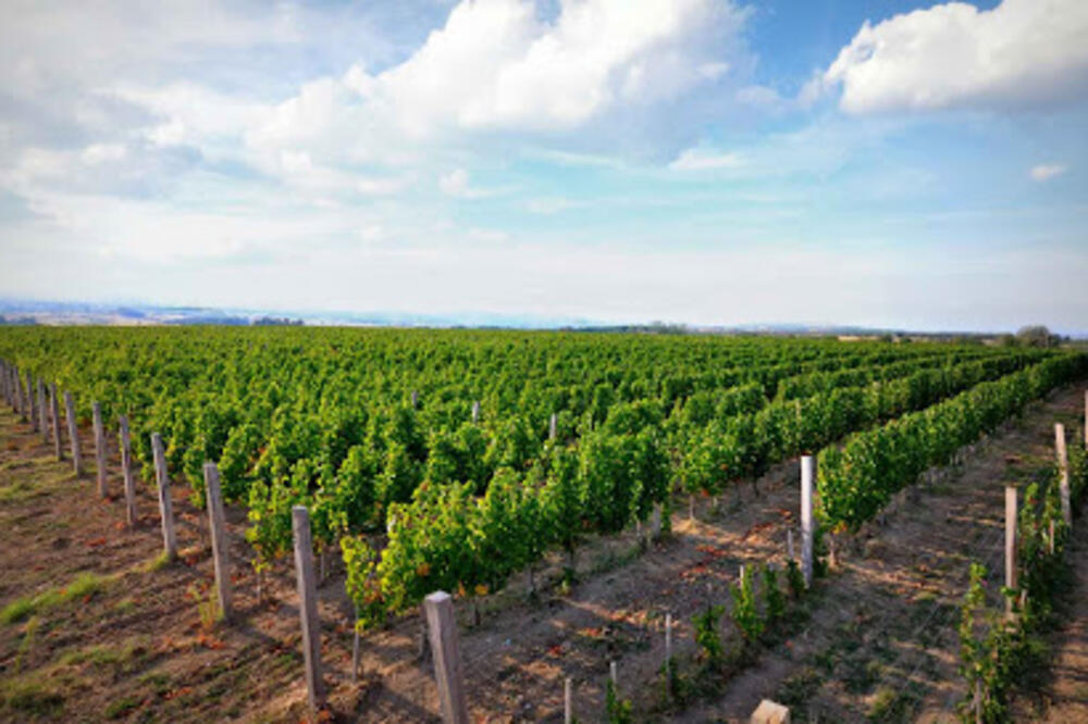 Vinograd, Foto: Shutterstock