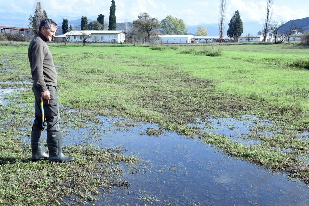 Krajem novembra izlile se fekalije iz farme svinja, Foto: Zoran Đurić