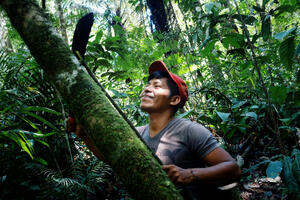 U aprilu naglo poraslo krčenje Amazonije, ekolozi krive Bolsonara