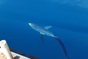 Nakon modrulje snimio i velikog bucanja