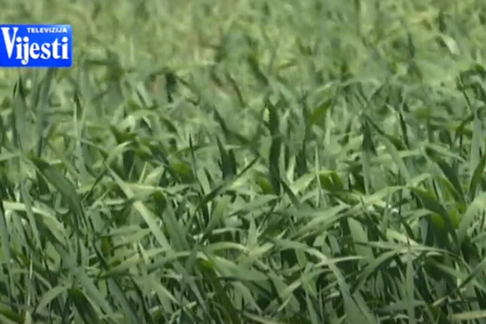 Pšenica, Foto: Printscreen/Youtube/TV Vijesti