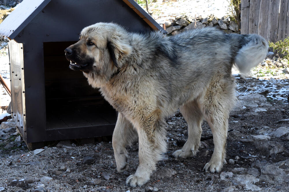 Malo nezgodan prema nepoznatim gostima, Foto: Svetlana Mandić