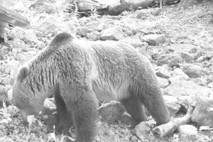 Mrki medvjed odomaćeni stanovnik Nacionalnog parka Biogradska gora