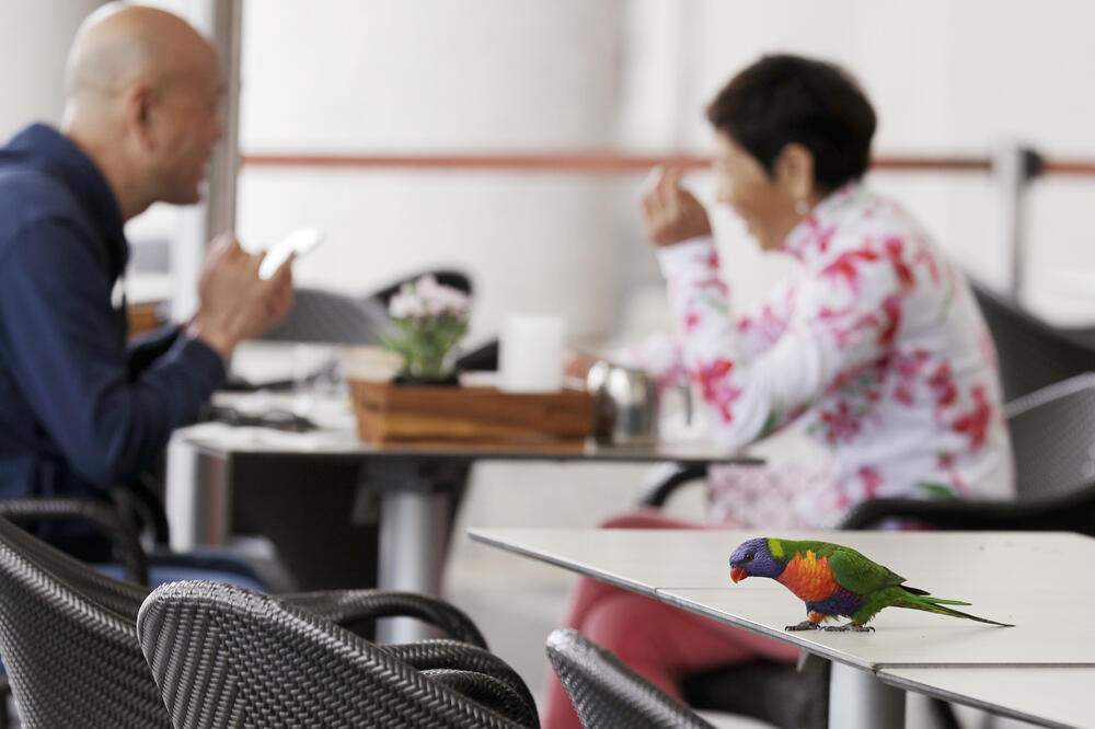 Detalj iz restorana u Sidneju, Australija, Foto: AP