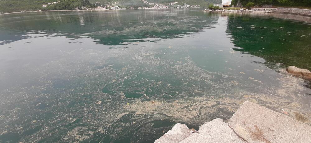 Mrlja u Boki Kotorskoj