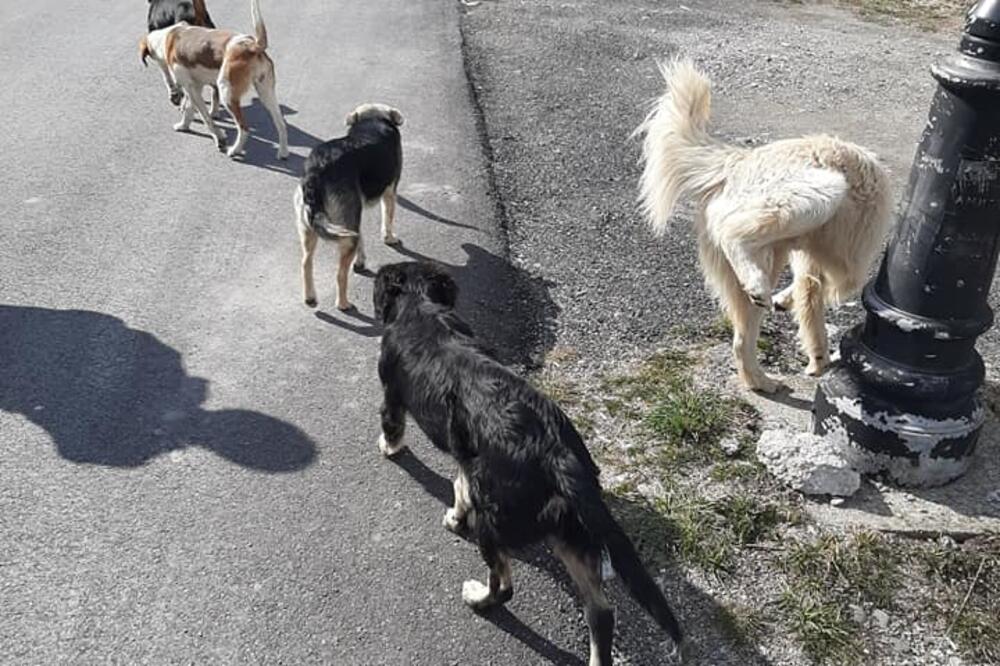 Psi lutalice u Kolašinu, Foto: Dragana Šćepanović