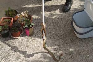 Vatrogasci uklonili zmiju iz kuće u Podgorici