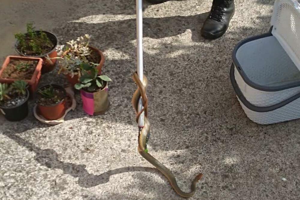 Uklonjena zmija, Foto: SZS Glavnog grada