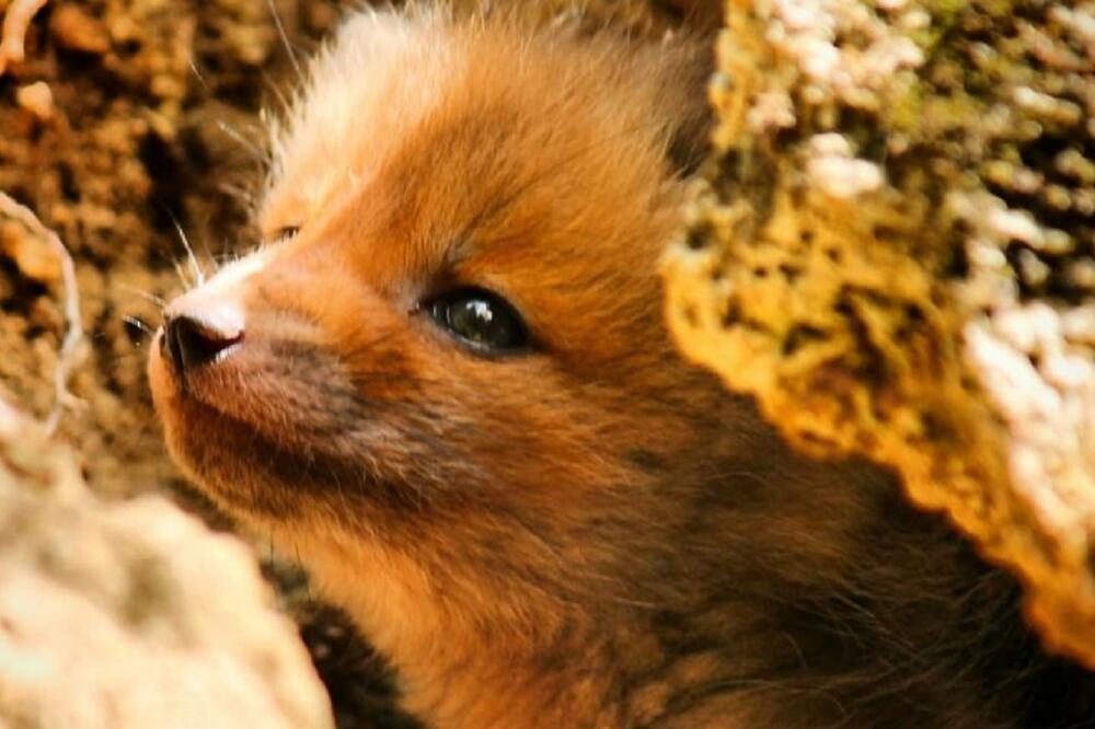 Jednog od snimljenih mladunčadi lisice, Foto: Instagram.com/svemir_yeti