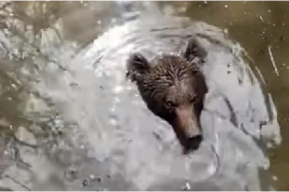 Medo u bunaru u Hercegovini, Foto: Screenshot/Facebook