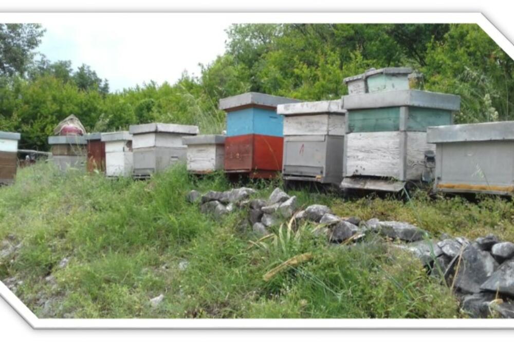 Ilustracija, Foto: OŠ "Radoje Čizmović"