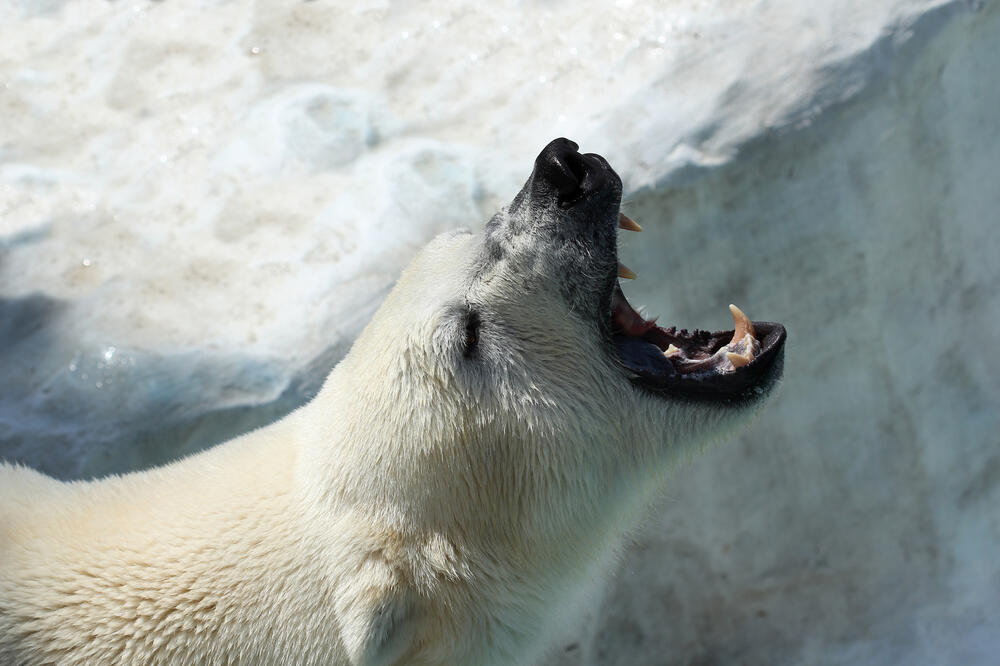 Polarni medvjed, Foto: Shutterstock
