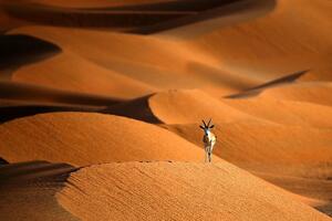 Koronavirus: Kako je pandemija uticala na zaštitu prirode