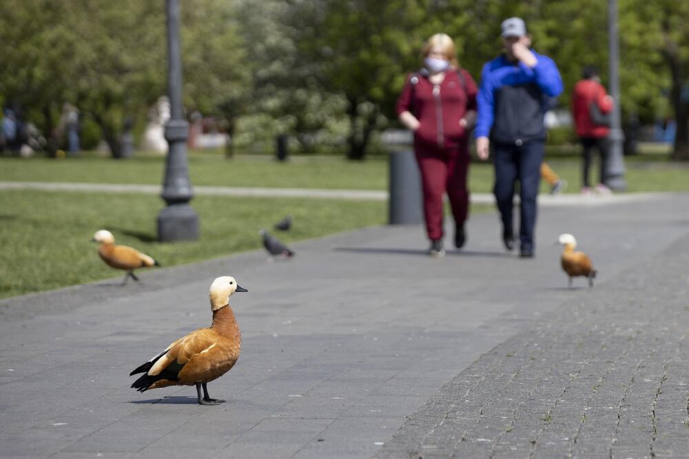Detalj iz Moskve (Ilustracija), Foto: Beta/AP