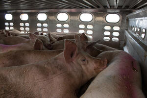 UBH: Spriječen pokušaj nelegalnog "uvoza" svinja u Crnu Goru