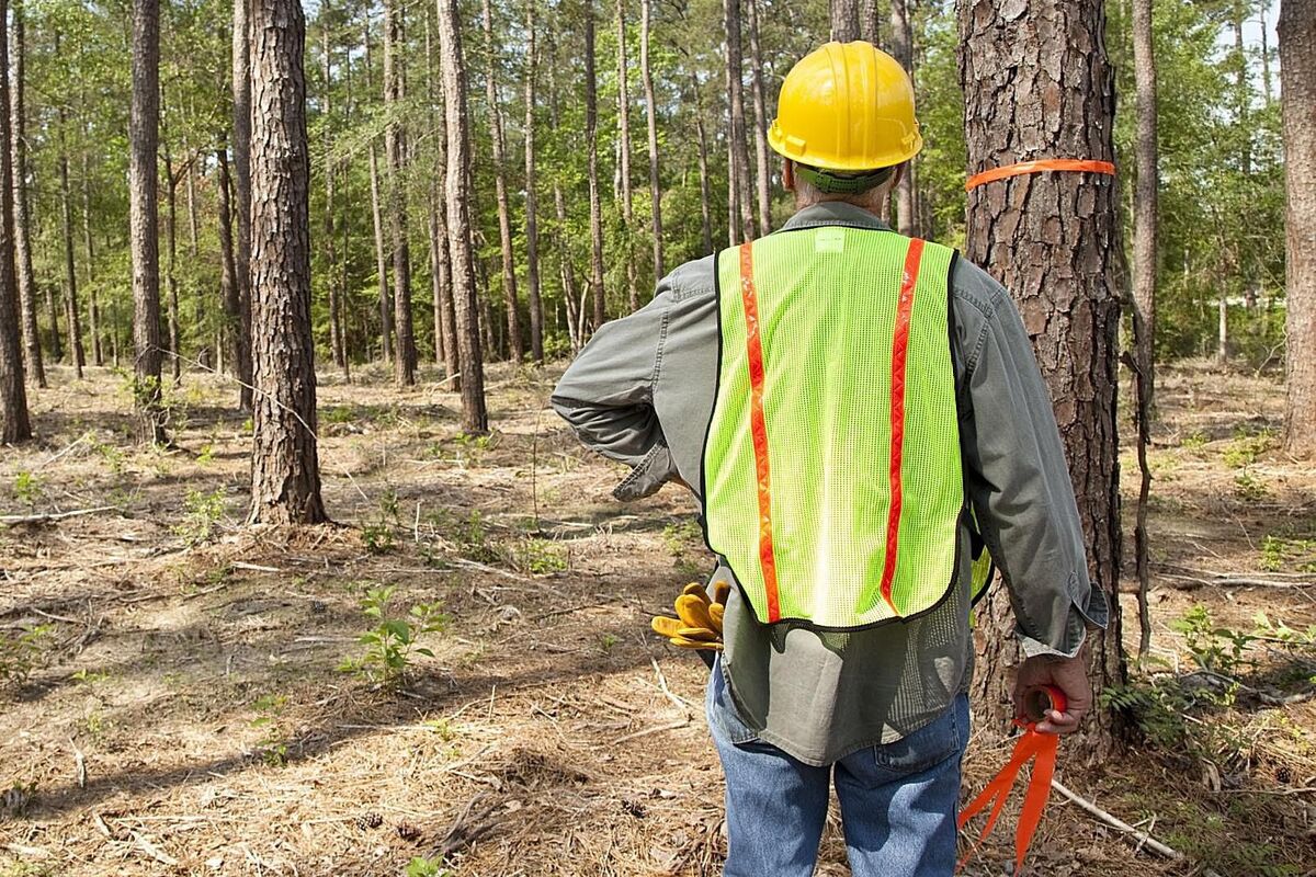 лесная охрана красноярского края сайт. противопожарные требования. на объектах защиты граничащих с лесничествами. отвод лесосек под рубку. аншлал противопожарное обустройство лесов.