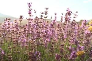 Pogledajte šta za "Boje jutra" kaže jedan od uzgajivača lavande u...