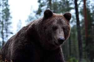 CZIP: U Crnoj Gori 32 različite jedinke mrkog medvjeda, brojka...