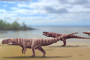 Nauka i dinosaurusi: Da li su pronađeni ostaci drevnog krokodila...