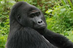 Zaštita životinja: Ubijena jedna od najpoznatijih planiskih gorila...