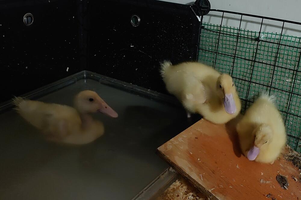 Foto: https://www.facebook.com/charli.lello